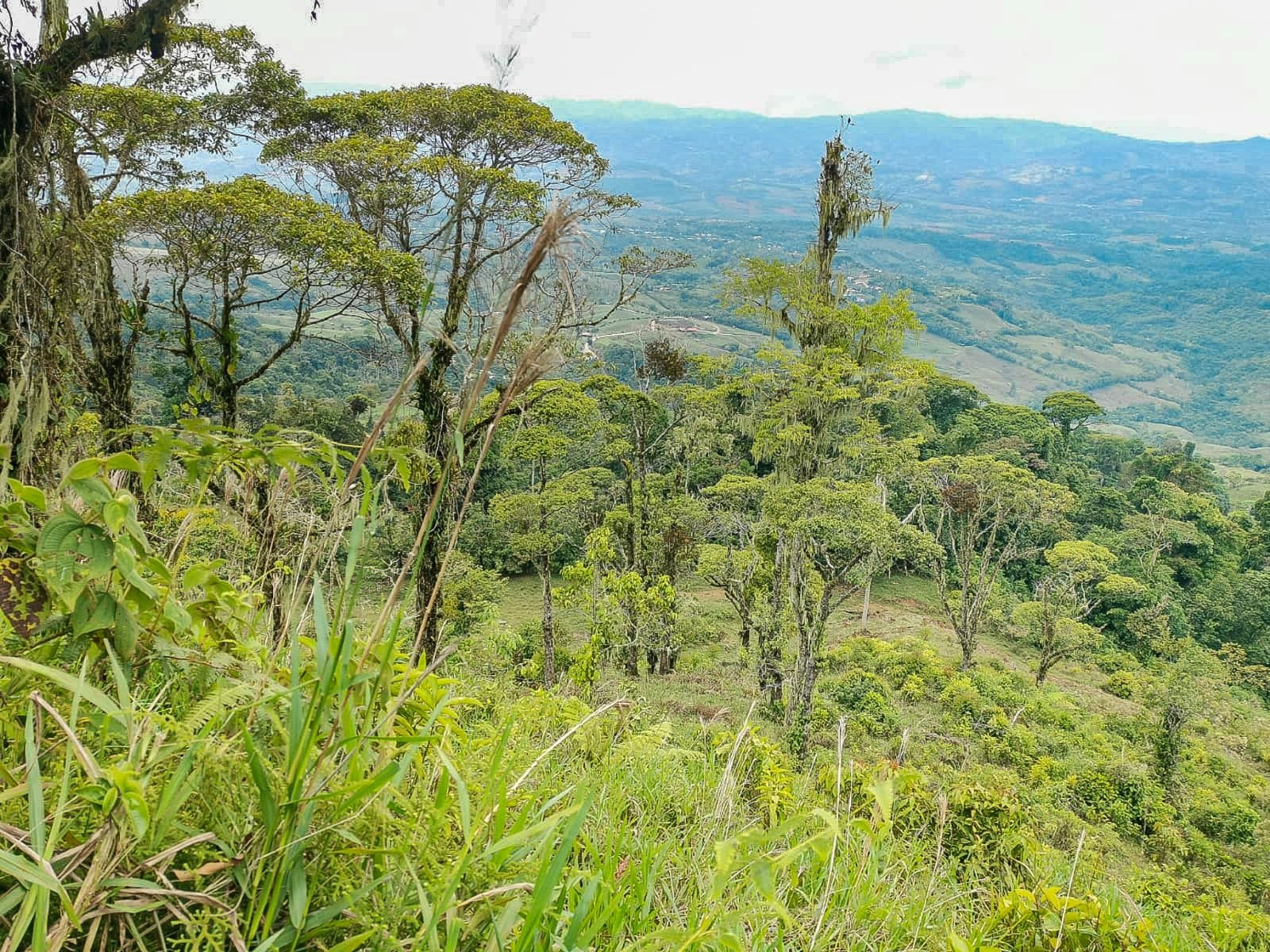 Acres Beautiful Rolling Pasture Land With Forests Looking Out At