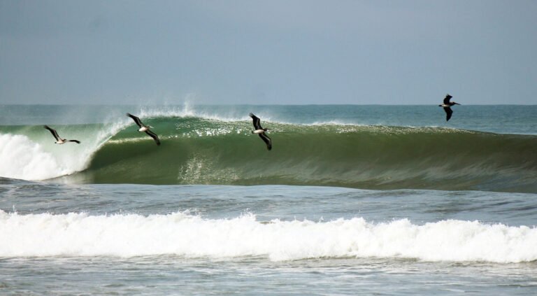 birds flying over a wave