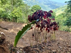 A view of a small plant with dark red leaves on a hillside in Dominical, Costa Rica.