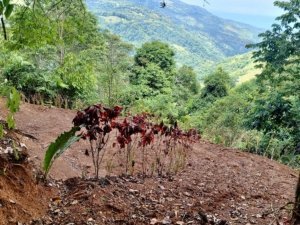 Scenic view of lush green mountains and forest in Dominical, Costa Rica.