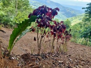 Tropical plants on a hillside with mountain view in Dominical Costa Rica.