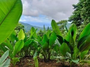 Lush green tropical plants with mountain and ocean view in the background.
