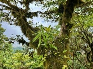 Lush green trees and moss-covered branches in Dominical, Costa Rica.