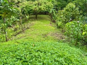 Lush green garden path leading to a house in Dominical, Costa Rica.
