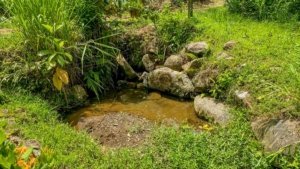 Lush green streams with rocks and plants in Costa Rica.