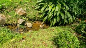 Lush green plants and a small stream in a tropical garden setting.