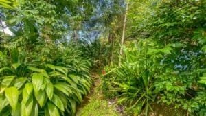 Dense tropical garden with green foliage and streams on both sides.