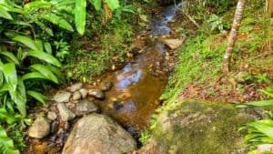 Lush tropical stream with rocks and greenery in Dominical, Costa Rica.