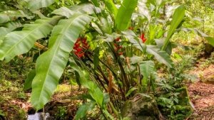 Vibrant tropical garden with banana and other lush green plants.