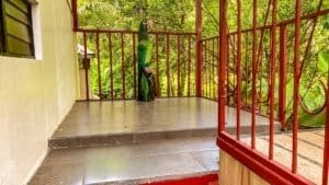 Balcony with red railing and lush green trees in the background.
