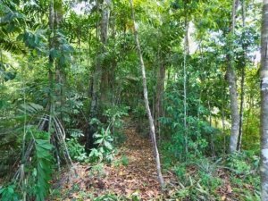 Lush tropical forest with a narrow dirt trail in Dominical, Costa Rica.