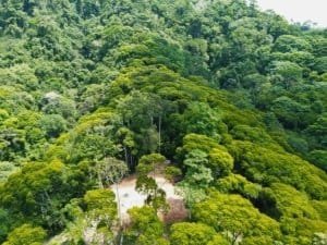 Lush green tropical forest with ocean view in Dominical, Costa Rica.