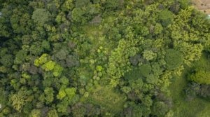Aerial view of lush green forest in Dominical, Costa Rica.