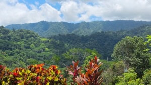 Lush green mountains and vibrant tropical plants in Dominical, Costa Rica.