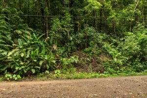 Lush tropical forest along riverfront property in Dominical, Costa Rica.