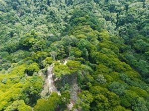 Lush green forest with a private road and spring water source.