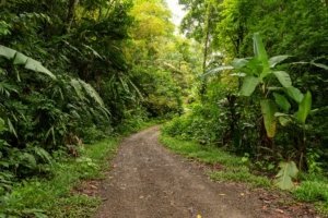 Riverfront development site with utilities and lush jungle surroundings.