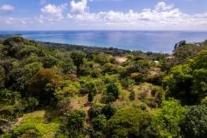 Lush tropical forest with ocean view and coastline in Dominical, Costa Rica.