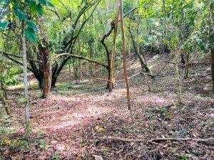 Partially cleared land with trees and jungle in Dominical, Costa Rica.