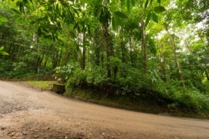 Lush green forest along a dirt road in Dominical, Costa Rica.