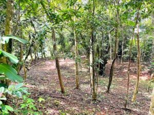 Partial ocean view land with trees and private setting in Dominical, Costa Rica.