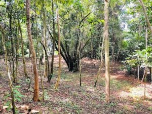 Tropical forest with trees and clear ground in Dominical, Costa Rica.