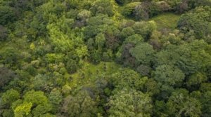 Aerial view of lush green forest on a large estate near Golfo Dulce, Dominical.
