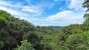 Scenic view of lush green forest and distant ocean in Dominical.