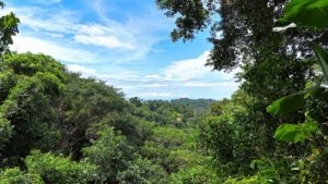 Scenic view of lush greenery and distant ocean from land in Dominical.