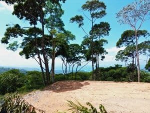 Scenic ocean view with tall trees and blue sky in Dominical, Costa Rica.