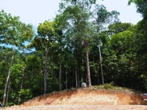 Tropical forest land with ocean view, spring water source, and gated setting.