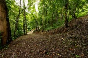 Lush green forest with riverfront view in Dominical, Costa Rica.