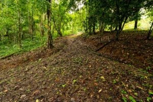 Riverfront property with lush green trees and natural terrain in Dominical.