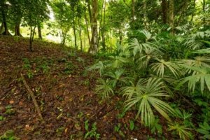 Dense tropical forest with large leafy plants and trees in Costa Rica.