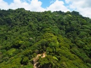 Lush green forest with ocean view from a private gated estate in Dominical.
