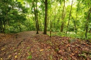 Riverfront land with lush green trees and natural terrain in Dominical, Costa Rica.
