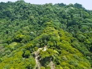 Lush green forest with a private gated access and spring water source.