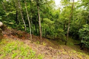 Riverfront land in Dominical with lush green trees and cleared areas for building.
