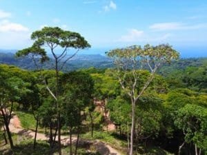 Lush tropical trees with ocean view in the background from Dominical estate.