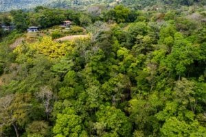 Lush green forest with homes on a hillside in Dominical, Costa Rica.