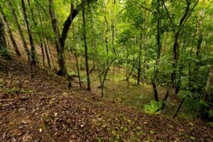 Riverfront property with lush green trees and development sites in Dominical.