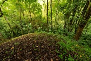 Lush tropical forest with dense trees and green foliage in Dominical.