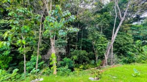 Lush green jungle landscape in Dominical, Costa Rica with trees and grass.