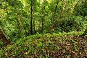 Dense green forest with tall trees and undergrowth in Costa Rica.
