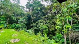 Dense tropical forest in Dominical, Costa Rica with vibrant green foliage.