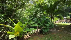 Tropical garden with large green leaves and trees in Costa Rica.