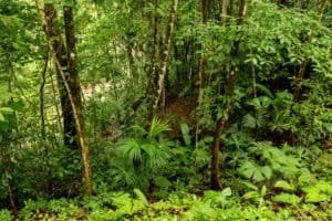 Lush tropical forest with river view in Dominical, Costa Rica.