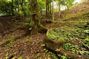 Lush tropical forest with river and mature trees in Costa Rica.