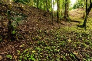 Lush tropical forest with dense trees and undergrowth in Dominical, Costa Rica.