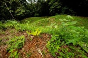 Lush green riverfront land with trees and plants in Dominical, Costa Rica.